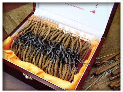 兴安冬虫夏草回收